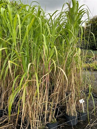 Miscanthus sin. 'Goliath' 3L - image 1