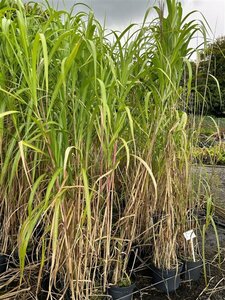 Miscanthus sin. 'Goliath' 3L - image 1