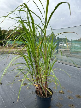 Miscanthus sin. 'Goliath' 10L - image 1
