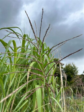 Miscanthus sin. 'Goliath' 3L - image 2