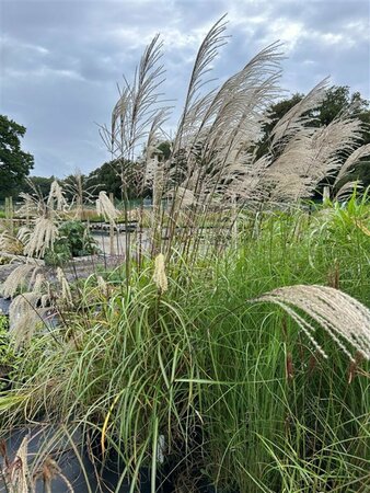 Miscanthus sin. 'Kleine Fontäne' 3L