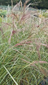 Miscanthus sin. 'Kleine Silberspinne' 10L
