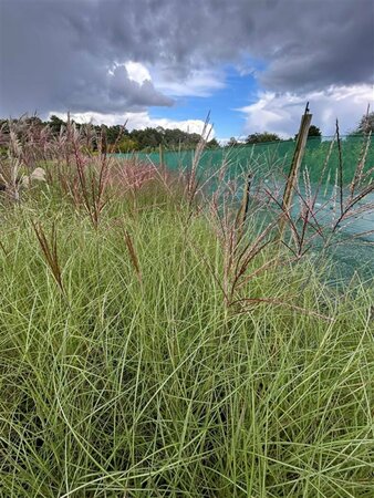Miscanthus sin. 'Kleine Silberspinne' 3L - image 4