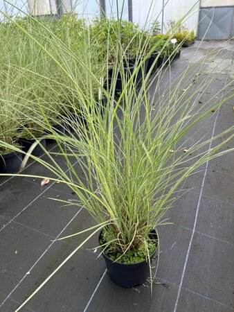 Miscanthus sin. 'Morning Light' 3L