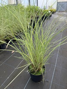 Miscanthus sin. 'Morning Light' 3L