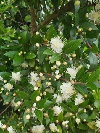 Myrtus communis 3L