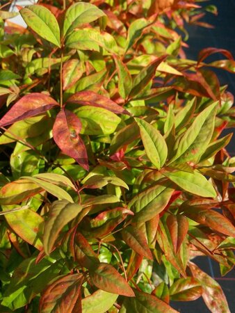 Nandina domestica 'Firepower' 5L - image 2