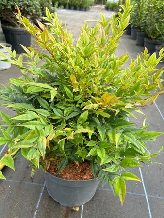 Nandina domestica 'Gulf Stream' 7.5L - image 2