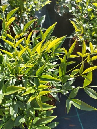 Nandina dome. Lemon and Lime 5L