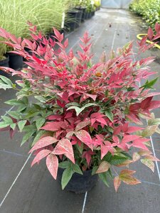Nandina domestica Obsessed 3L - image 3