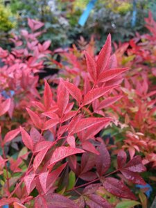 Nandina domestica Obsessed 3L