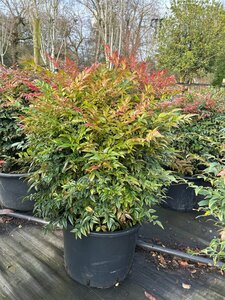 Nandina domestica Obsessed 60cm Ball 38L Airpot - image 3