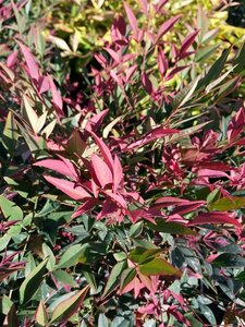 Nandina domestica Obsessed 60cm Ball 38L Airpot - image 2