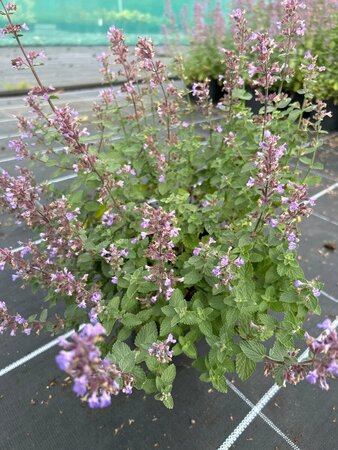 Nepeta Pursian Blue  2L