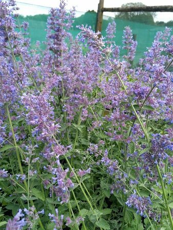 Nepeta 'Six Hills Giant' 2L - image 1