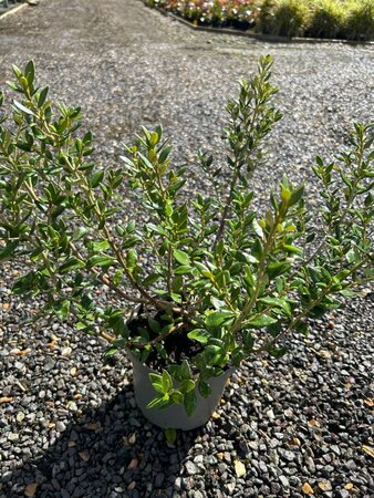 Olearia haastii 3L