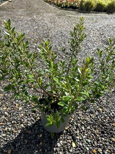 Olearia haastii 3L