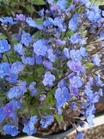 Omphalodes capp. 'Cherry Ingram' 2L - image 1