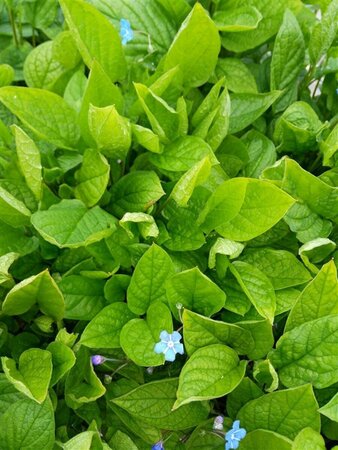 Omphalodes capp. 'Cherry Ingram' 2L - image 2