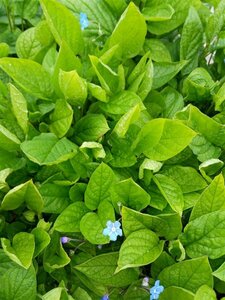 Omphalodes capp. 'Cherry Ingram' 2L - image 2