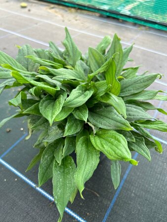 Omphalodes capp. 'Cherry Ingram' 2L - image 3