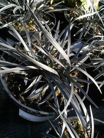 Ophiopogon plan. 'Nigrescens' 2L - image 1