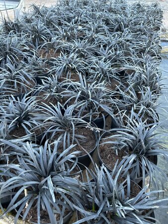 Ophiopogon plan. 'Nigrescens' 2L - image 2