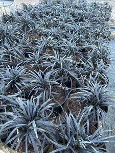 Ophiopogon plan. 'Nigrescens' 2L - image 2