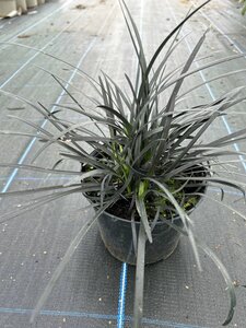 Ophiopogon plan. 'Nigrescens' 2L - image 3