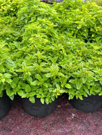 Origanum vulg. 'Gold Tip' 2L