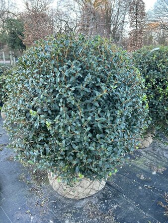 Osmanthus x burkwoodii 90-100 Ball Wire RB