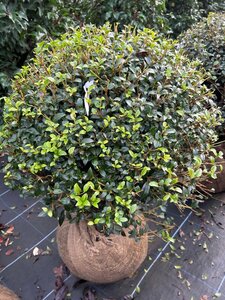 Osmanthus x burkwoodii 65-70cm Ball  Ball Root Ball