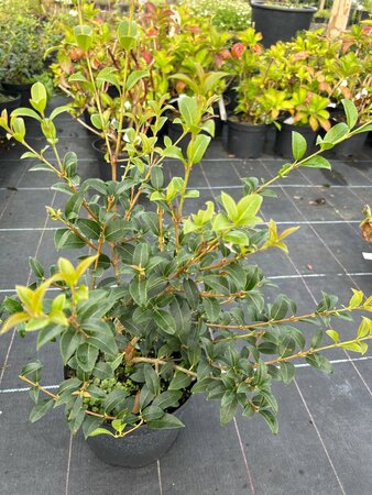 Osmanthus x burkwoodii 3L