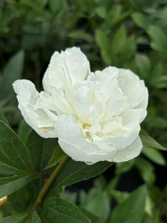 Paeonia (LD) 'Duchesse de Nemours' 4L - image 3