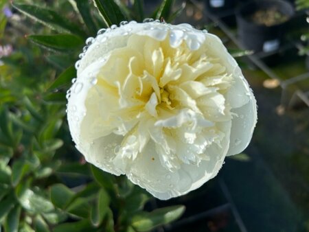 Paeonia (LD) 'Duchesse de Nemours' 4L - image 4