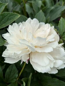 Paeonia (LD) 'Festiva Maxima' 4L