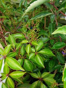 Parthenocissus henryana 90-100 3L