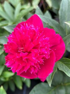 Paeonia (LD) 'Inspecteur Lavergne' 4L