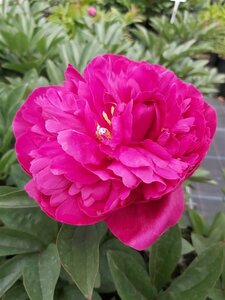 Paeonia (LD) 'Kansas' 4L