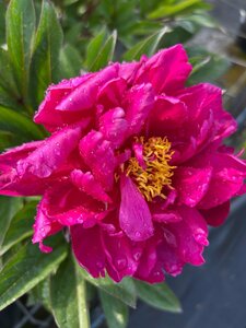 Paeonia (LD) 'Karl Rosenfield' 4L - image 2