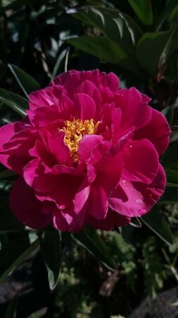 Paeonia (LD) 'Karl Rosenfield' 4L - image 1