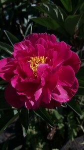 Paeonia (LD) 'Karl Rosenfield' 4L - image 1