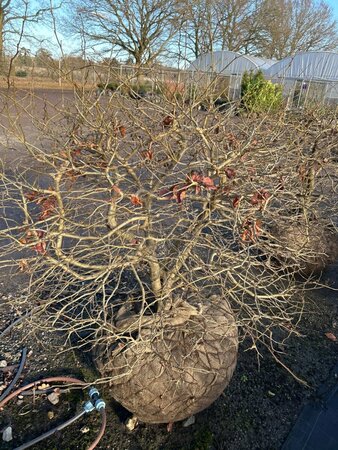 Parrotia persica 120-140 Ball Wire RB - image 3