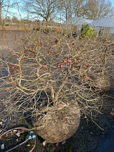 Parrotia persica 120-140 Ball Wire RB - image 3