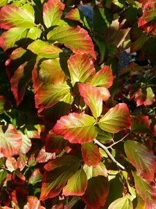 Parrotia persica SELECT STD 10/12 Wire RB