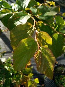 Parrotia persica SELECT STD 10/12 Wire RB - image 2