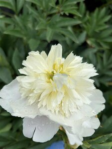 Paeonia (LD) 'Primevère' 4L - image 3