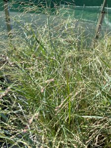 Panicum virgatum 'Prairie Sky' 5L
