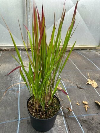 Panicum virgatum 'Shenandoah' 3L - image 3