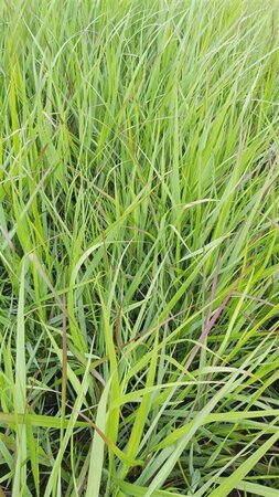 Panicum virgatum 'Warrior' 3L - image 1